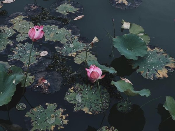 股涨柜 赏荷正当时